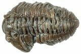 Two Fossil Flexicalymene Trilobites - Mt Orab, Ohio #358093-1